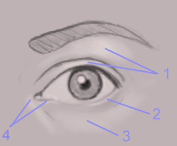 Tutorial for Photoshop - how to draw a human eye