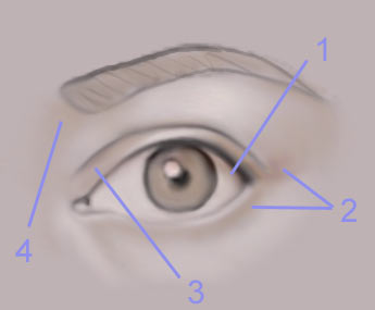 Drawing the Human Eye