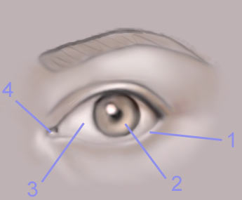 Drawing the Human Eye