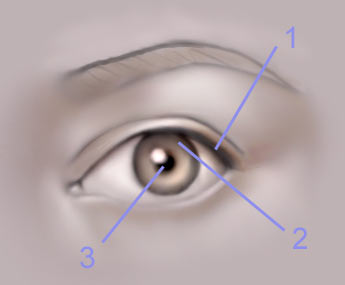 Tutorial for Photoshop - how to draw a human eye Drawing the Human Eye